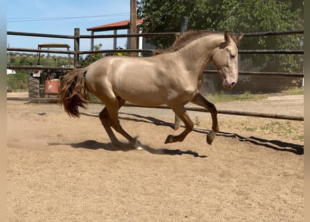 PRE Croisé, Étalon, 5 Ans, 160 cm, Champagne