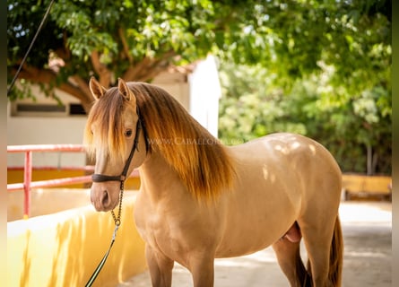 PRE, Étalon, 5 Ans, 160 cm, Champagne