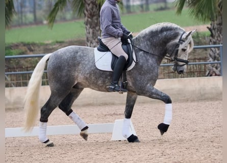 PRE Croisé, Étalon, 5 Ans, 160 cm, Gris