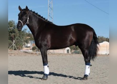 PRE Croisé, Étalon, 5 Ans, 160 cm, Noir