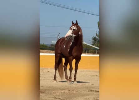 PRE Croisé, Étalon, 5 Ans, 161 cm, Alezan