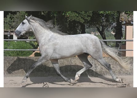 PRE Croisé, Étalon, 5 Ans, 161 cm, Gris