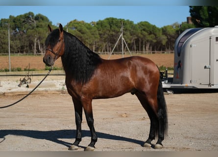 PRE Croisé, Étalon, 5 Ans, 162 cm, Bai cerise