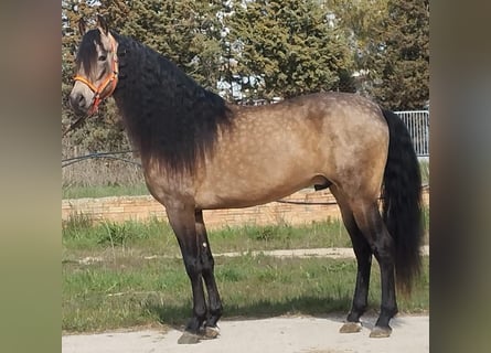 PRE, Étalon, 5 Ans, 162 cm, Buckskin