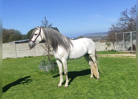 PRE Croisé, Étalon, 5 Ans, 162 cm, Gris