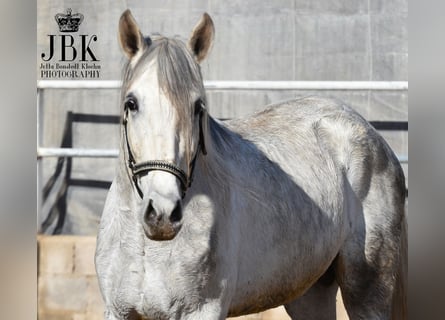 PRE, Étalon, 5 Ans, 162 cm, Gris