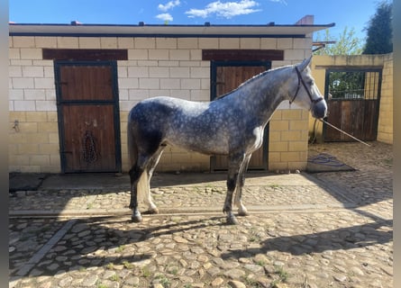 PRE, Étalon, 5 Ans, 162 cm, Gris pommelé