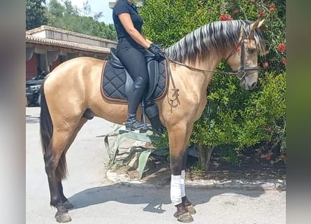 PRE Croisé, Étalon, 5 Ans, 162 cm, Isabelle