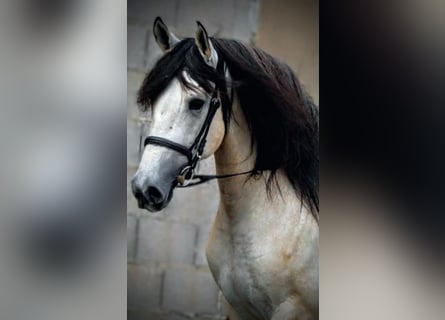 PRE Croisé, Étalon, 5 Ans, 162 cm, Peut devenir gris