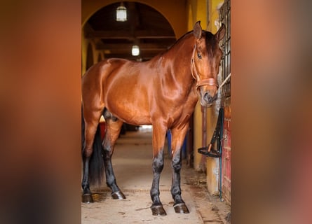 PRE Croisé, Étalon, 5 Ans, 163 cm, Bai