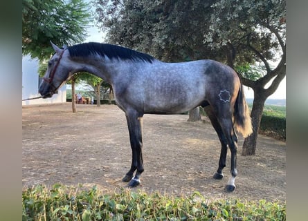 PRE Croisé, Étalon, 5 Ans, 163 cm, Gris