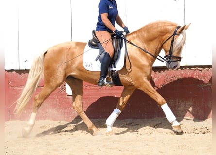 PRE Croisé, Étalon, 5 Ans, 163 cm, Palomino