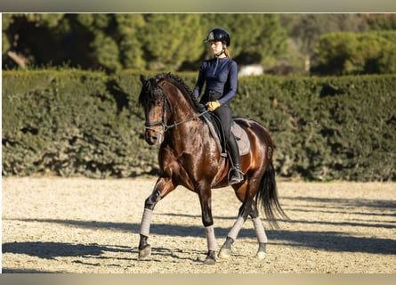 PRE, Étalon, 5 Ans, 164 cm, Bai brun