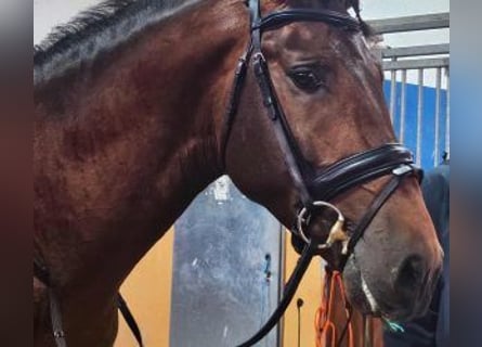 PRE Croisé, Étalon, 5 Ans, 164 cm, Bai cerise