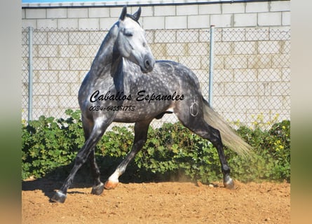 PRE, Étalon, 5 Ans, 164 cm, Gris pommelé