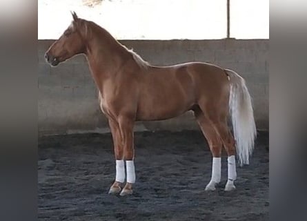 PRE Croisé, Étalon, 5 Ans, 164 cm, Palomino