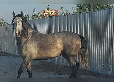 PRE Croisé, Étalon, 5 Ans, 164 cm, Rouan bleu