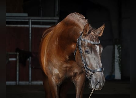 PRE Croisé, Étalon, 5 Ans, 165 cm, Alezan brûlé