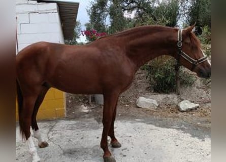 PRE Croisé, Étalon, 5 Ans, 165 cm, Alezan brûlé