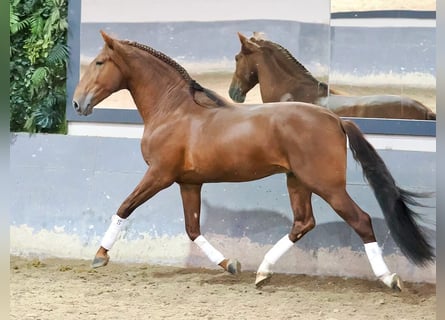 PRE Croisé, Étalon, 5 Ans, 165 cm, Alezan