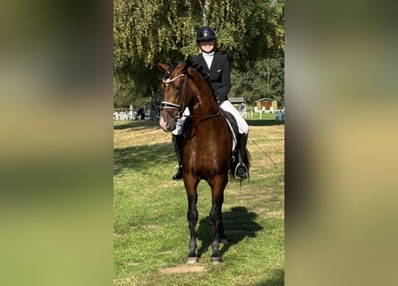 PRE Croisé, Étalon, 5 Ans, 165 cm, Bai brun