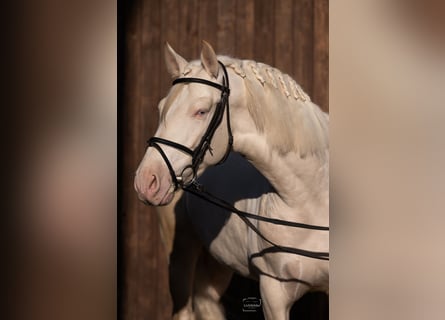 PRE, Étalon, 5 Ans, 165 cm, Cremello