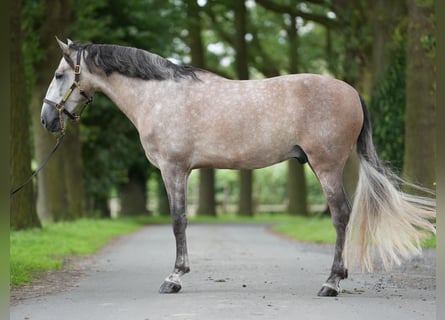 PRE Croisé, Étalon, 5 Ans, 165 cm, Gris