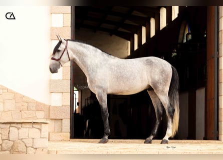 PRE, Étalon, 5 Ans, 165 cm, Gris pommelé