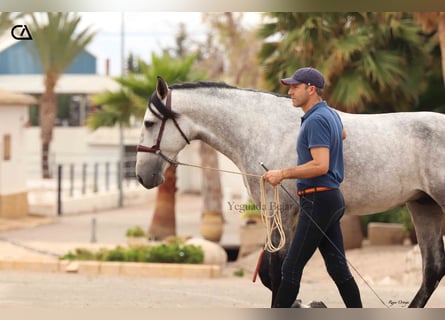 PRE, Étalon, 5 Ans, 165 cm, Gris pommelé