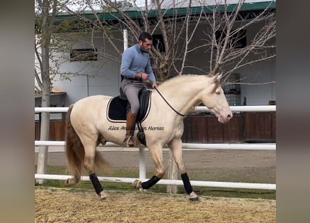 PRE Croisé, Étalon, 5 Ans, 165 cm, Perlino