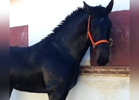 PRE Croisé, Étalon, 5 Ans, 166 cm, Bai cerise