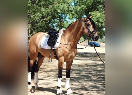 PRE Croisé, Étalon, 5 Ans, 166 cm, Isabelle