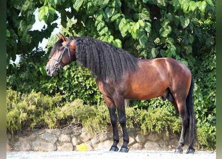 PRE, Étalon, 5 Ans, 167 cm, Bai cerise