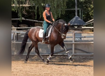 PRE, Étalon, 5 Ans, 167 cm, Bai cerise