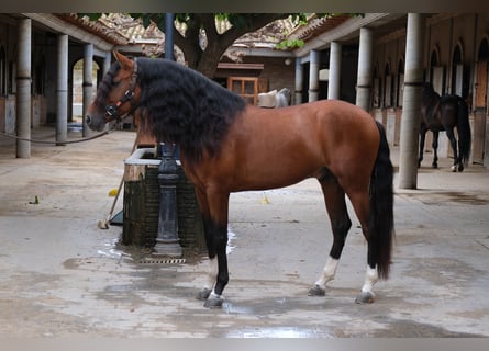 PRE Croisé, Étalon, 5 Ans, 167 cm, Bai cerise