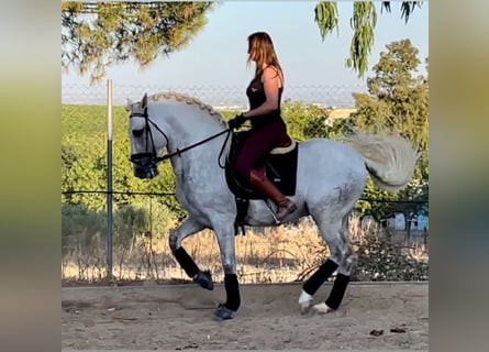 PRE Croisé, Étalon, 5 Ans, 167 cm, Blanc