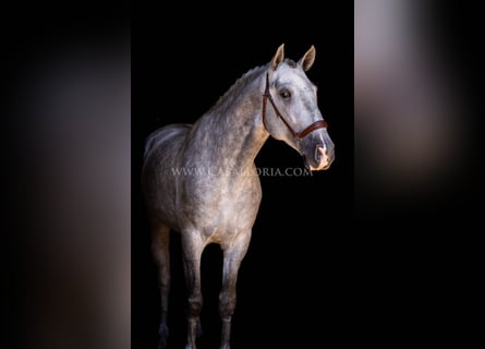 PRE, Étalon, 5 Ans, 167 cm, Gris pommelé