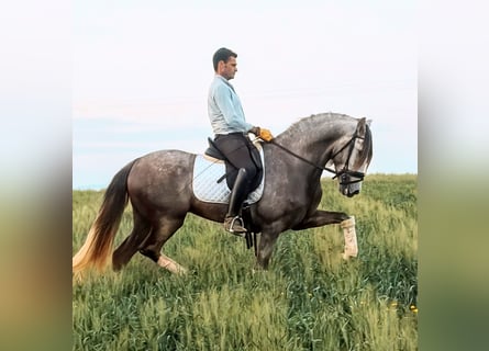 PRE, Étalon, 5 Ans, 167 cm, Gris pommelé