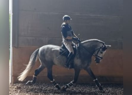 PRE Croisé, Étalon, 5 Ans, 168 cm, Gris