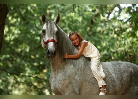 PRE Croisé, Étalon, 5 Ans, 168 cm, Gris