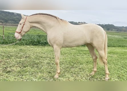 PRE Croisé, Étalon, 5 Ans, 168 cm, Perle