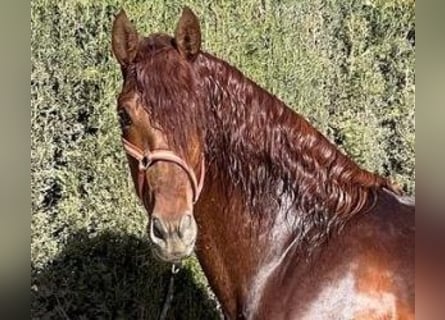 PRE Croisé, Étalon, 5 Ans, 169 cm, Alezan brûlé