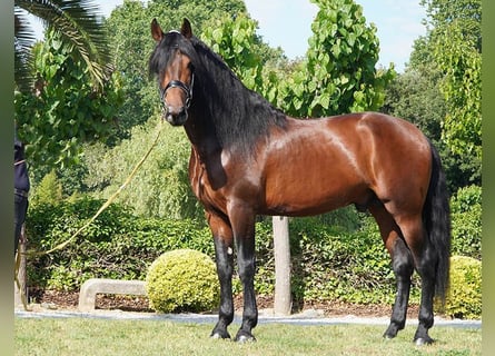 PRE, Étalon, 5 Ans, 170 cm, Bai brun