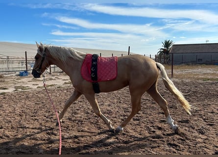 PRE, Étalon, 5 Ans, 170 cm, Perlino