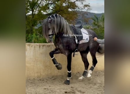 PRE Croisé, Étalon, 5 Ans, 171 cm, Gris pommelé