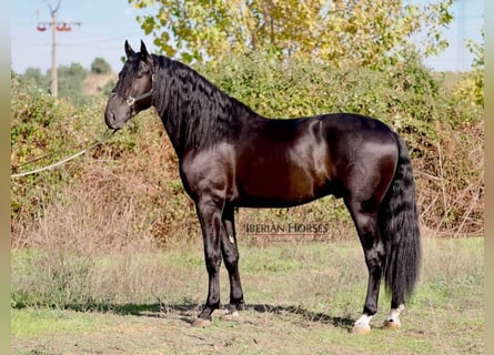 PRE Croisé, Étalon, 5 Ans, 171 cm, Noir