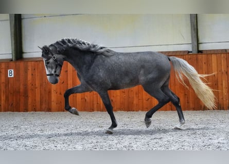 PRE, Étalon, 5 Ans, 172 cm, Gris pommelé