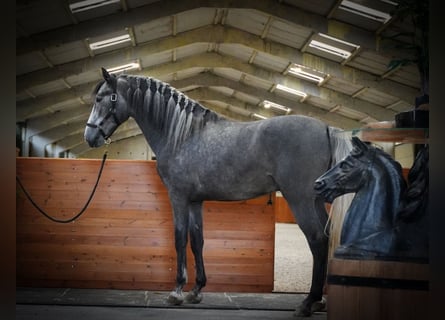 PRE, Étalon, 5 Ans, 172 cm, Gris pommelé