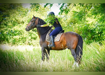 PRE Croisé, Étalon, 5 Ans, 176 cm, Bai brun