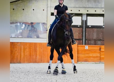 PRE Croisé, Étalon, 5 Ans, 176 cm, Bai brun